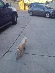 Lost Male Dog last seen Live oak ST y jaboneria, Bell Gardens, CA 90201