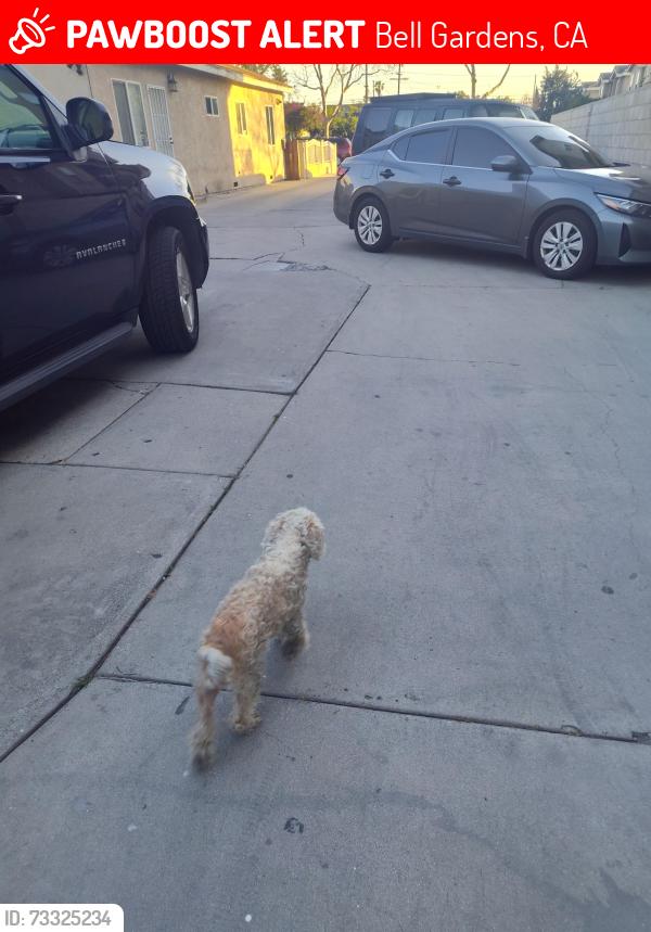 Lost Male Dog last seen Live oak ST y jaboneria, Bell Gardens, CA 90201