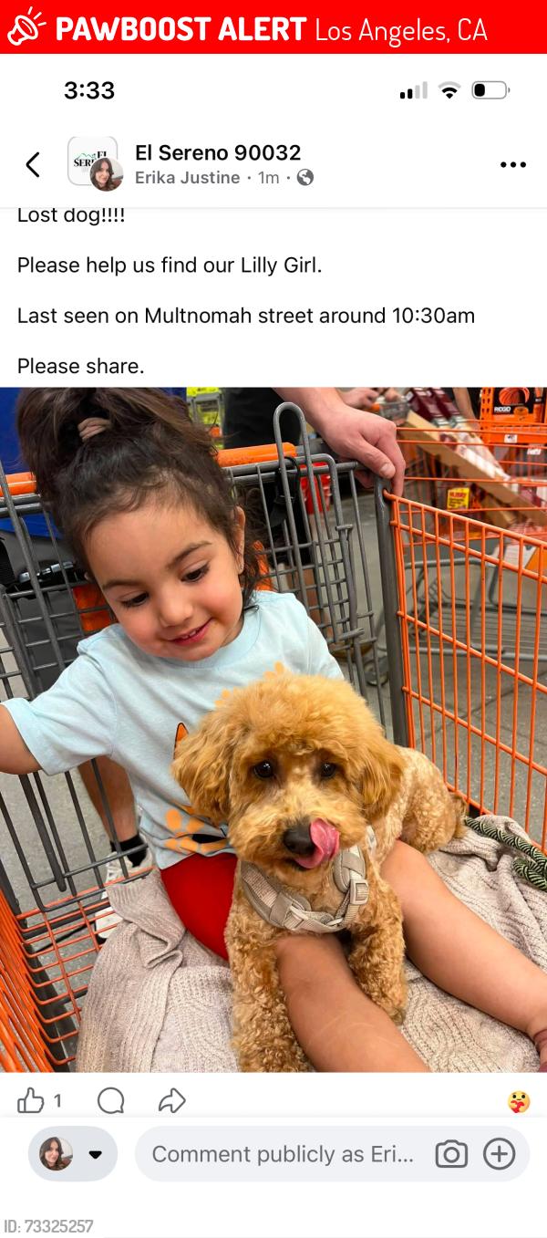 Lost Female Dog last seen Soto, Los Angeles, CA 90032