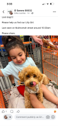 Lost Female Dog last seen Soto, Los Angeles, CA 90032