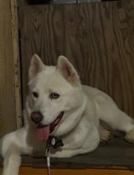 Reunited Male Dog last seen Foster bridge/Scout Ave., Bell Gardens, CA 90201