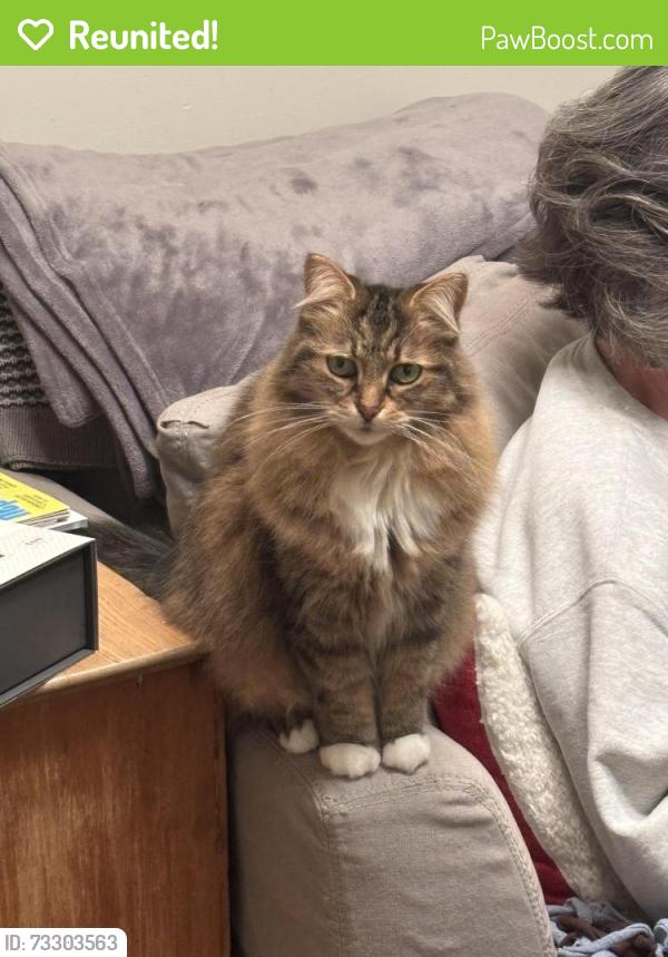 Reunited Female Cat last seen Webster St, James Ct, Algonquin, IL 60102