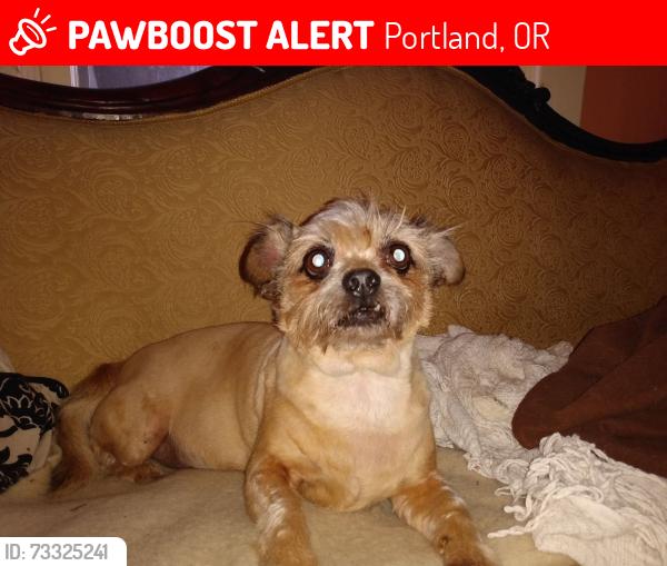 Lost Male Dog last seen 62nd & Holgate, Portland, OR 97206