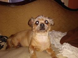 Lost Male Dog last seen 62nd & Holgate, Portland, OR 97206