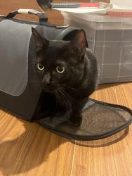 Found/Stray Male Cat last seen Near windsor and welsford st, Halifax, NS 