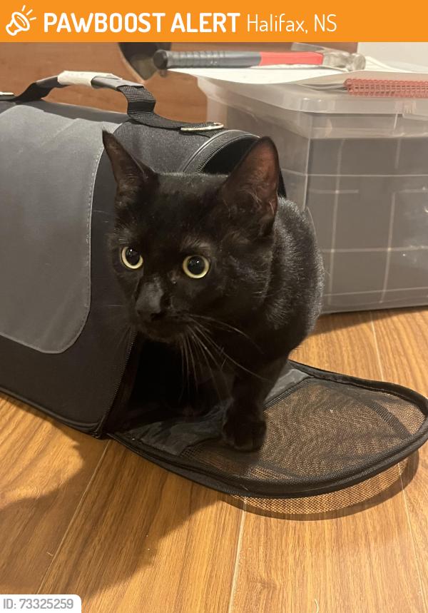 Found/Stray Male Cat last seen Near windsor and welsford st, Halifax, NS 
