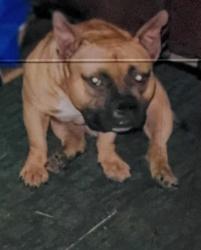 Lost Male Dog last seen Sunvalley, Pensacola, FL 32505
