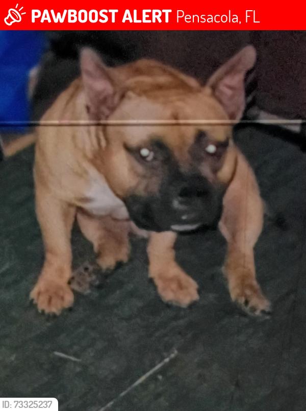 Lost Male Dog last seen Sunvalley, Pensacola, FL 32505