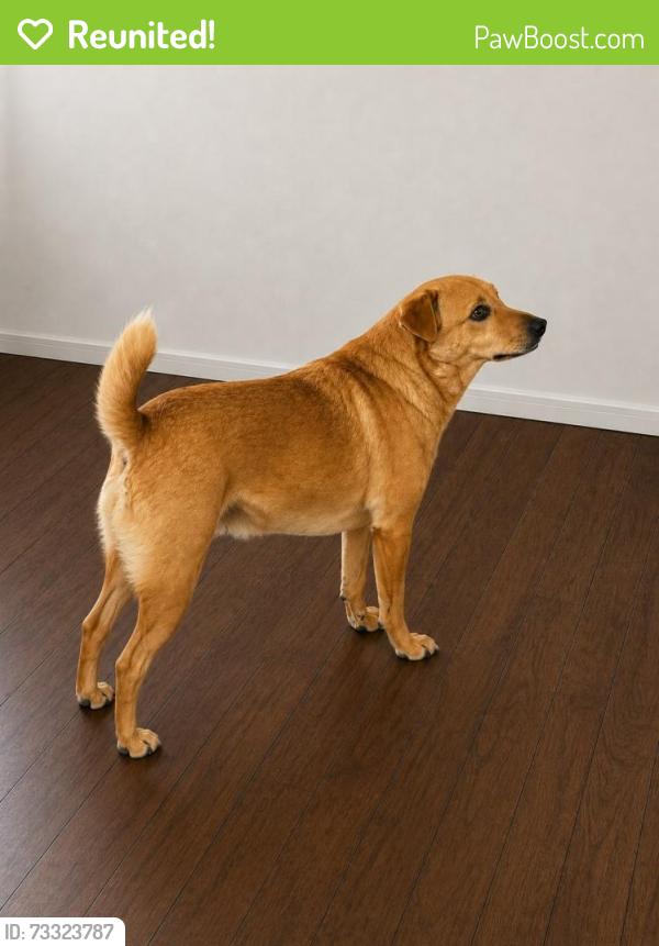 Reunited Male Dog last seen Around 44th & R 1/2, Galveston, TX 77550