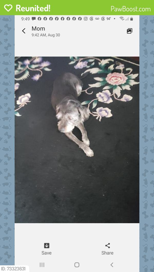 Reunited Male Dog last seen Near Pine Cup Dr, Atascocita, TX 77346, USA, Humble, TX 77346