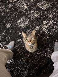 Lost Male Cat last seen Brentwood dr Akron Ohio 44312, Akron, OH 44312