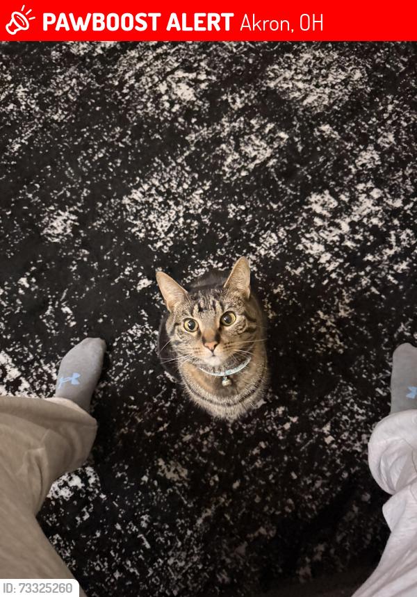 Lost Male Cat last seen Brentwood dr Akron Ohio 44312, Akron, OH 44312