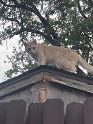 Found/Stray Unknown Cat last seen Grandville apmts, Grandville, MI 49418