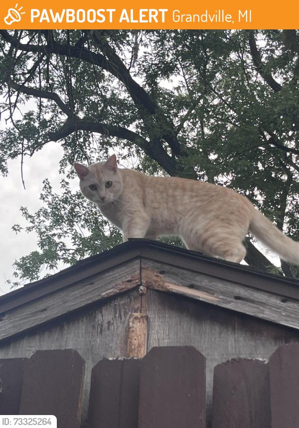 Found/Stray Unknown Cat last seen Grandville apmts, Grandville, MI 49418