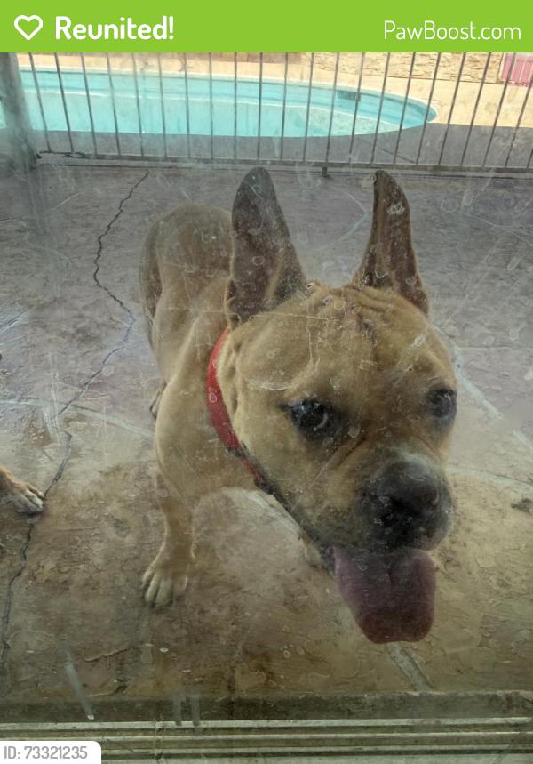 Reunited Male Dog last seen Near W Bethany Home Rd, Phoenix, AZ 85013, USA, Phoenix, AZ 85013
