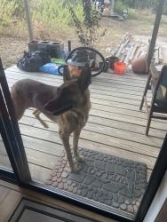 Found/Stray Unknown Dog last seen Hornsby Hill & McCormacy Mountain Drive, Hudson Bend, TX 78734
