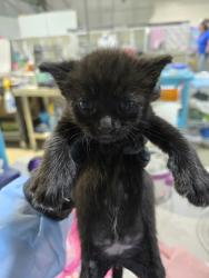Shelter Stray Female Cat last seen Beyer Boulevard, San Diego, CA, 92173, 5500 Gaines St, San Diego, CA 92110, USA