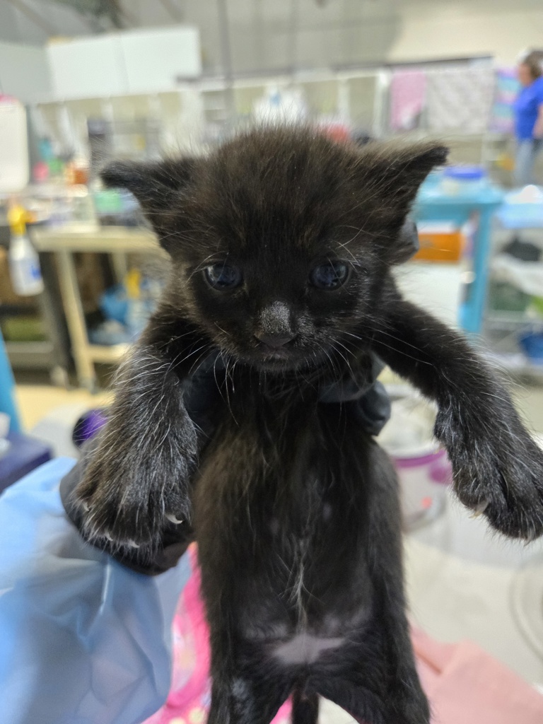 Shelter Stray Female Cat last seen Beyer Boulevard, San Diego, CA, 92173, 5500 Gaines St, San Diego, CA 92110, USA