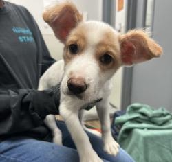Shelter Stray Female Dog last seen Fashion Valley Road, San Diego, CA, 92108, 5500 Gaines St, San Diego, CA 92110, USA