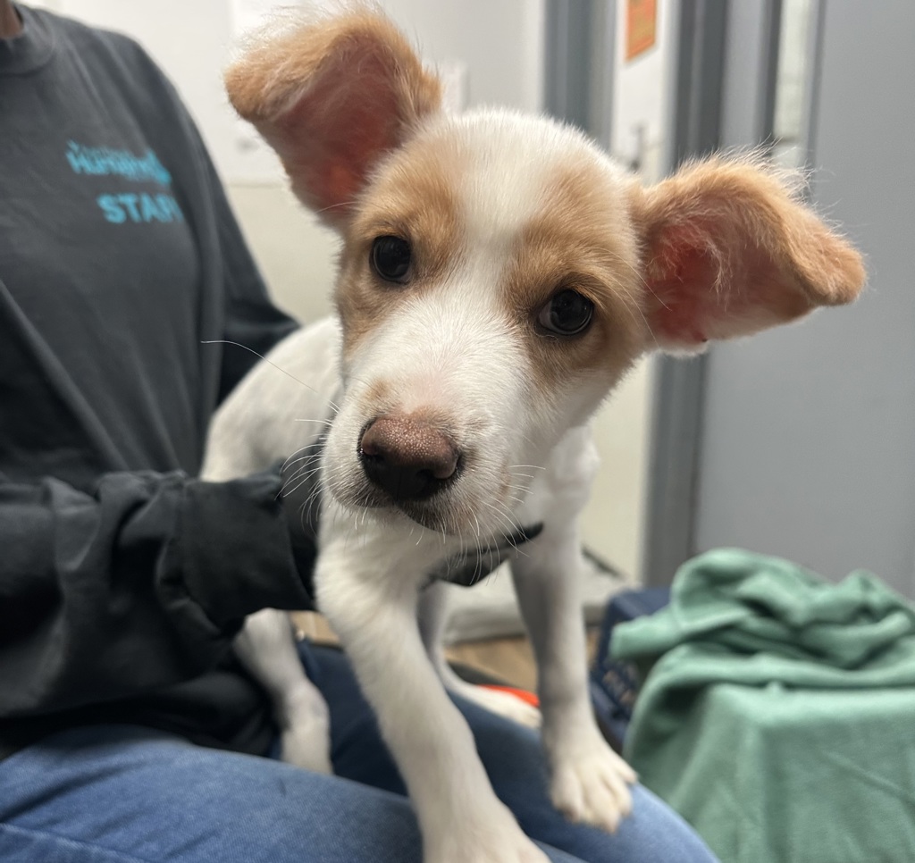 Shelter Stray Female Dog last seen Fashion Valley Road, San Diego, CA, 92108, 5500 Gaines St, San Diego, CA 92110, USA