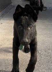 Shelter Stray Female Dog last seen NE Holman St & NE 112th Ave, PORTLAND, OR, 97220, 1700 W Historic Columbia River Hwy, Troutdale, OR 97060, USA