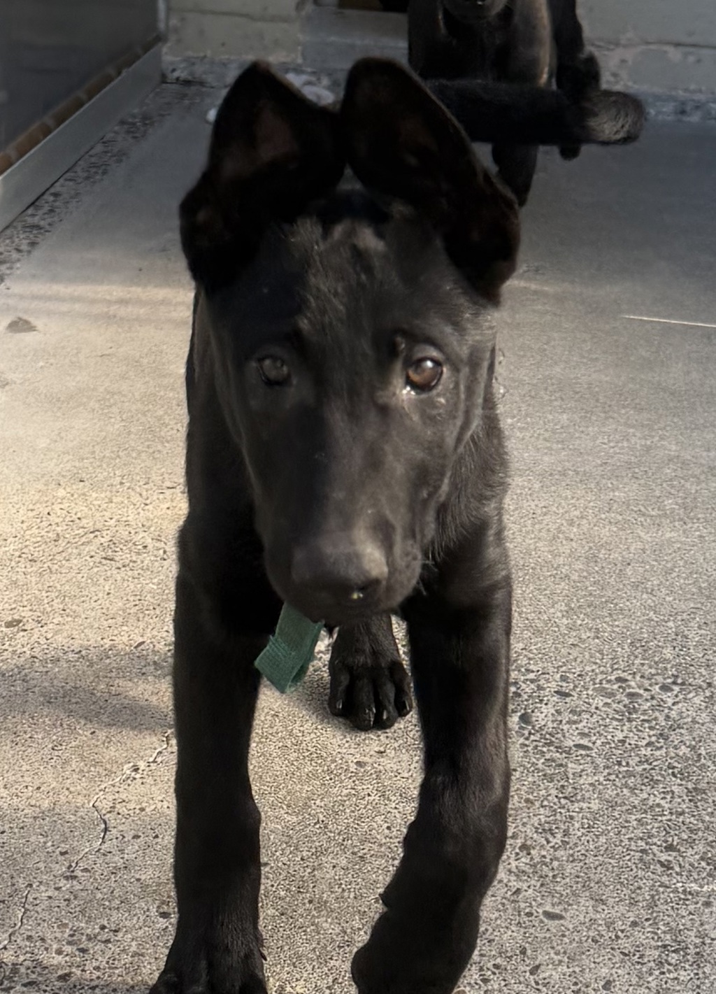 Shelter Stray Female Dog last seen NE Holman St & NE 112th Ave, PORTLAND, OR, 97220, 1700 W Historic Columbia River Hwy, Troutdale, OR 97060, USA