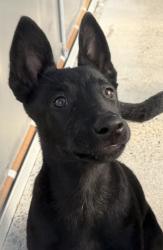 Shelter Stray Female Dog last seen NE Holman St & NE 112th Ave, PORTLAND, OR, 97220, 1700 W Historic Columbia River Hwy, Troutdale, OR 97060, USA
