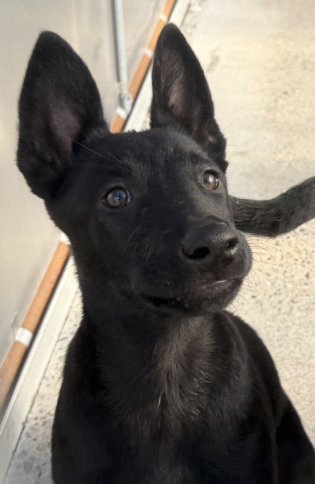Shelter Stray Female Dog last seen NE Holman St & NE 112th Ave, PORTLAND, OR, 97220, 1700 W Historic Columbia River Hwy, Troutdale, OR 97060, USA