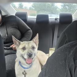 Reunited Male Dog last seen Kingery and 75th, Willowbrook, IL 60527
