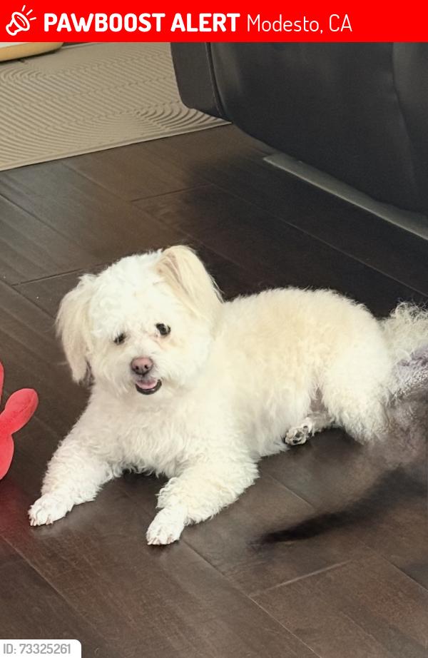 Lost Female Dog last seen Village one, Modesto, CA 95355