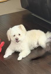 Lost Female Dog last seen Village one, Modesto, CA 95355