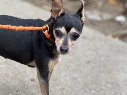 Shelter Stray Female Dog last seen Ave D, NEW YORK, NY, 10009, 326 E 110th St, New York, NY 10029, USA