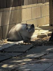 Found/Stray Unknown Cat last seen 63rd and Mohawk st, San Diego, CA 92115