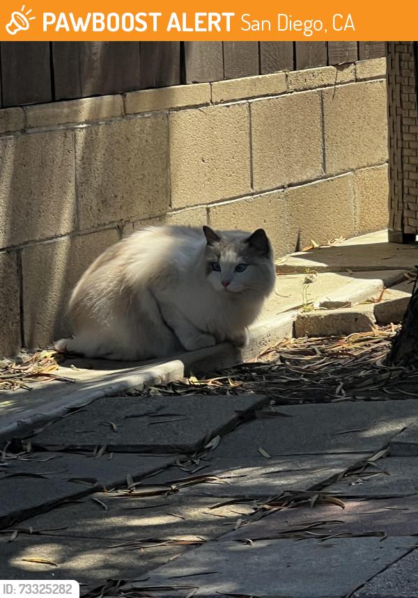 Found/Stray Unknown Cat last seen 63rd and Mohawk st, San Diego, CA 92115