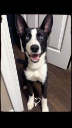 Lost Male Dog last seen Thompson park rd, Baytown, TX 77521
