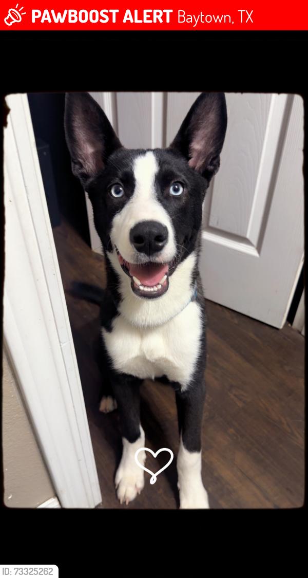 Lost Male Dog last seen Thompson park rd, Baytown, TX 77521