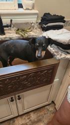 Reunited Female Dog last seen Burrell, Tarpon Springs Rd, FL 33556