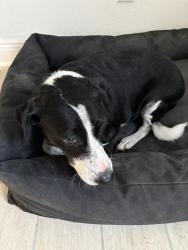 Reunited Female Dog last seen Boat yard dr, Hudson, FL 34667