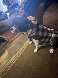 Lost Male Dog last seen Near and Rhodine, Riverview, FL 33579