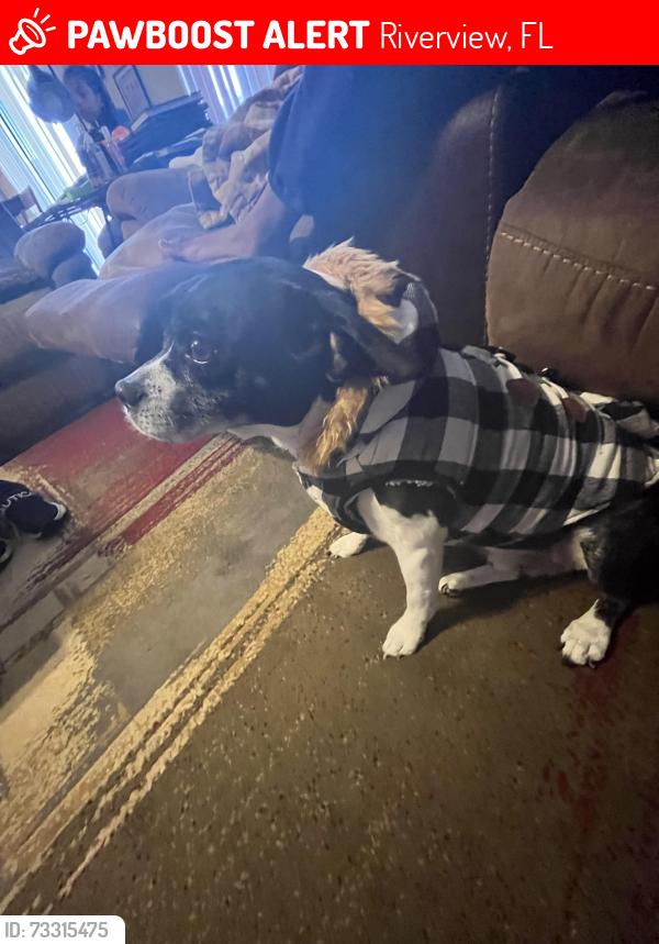 Lost Male Dog last seen Near and Rhodine, Riverview, FL 33579
