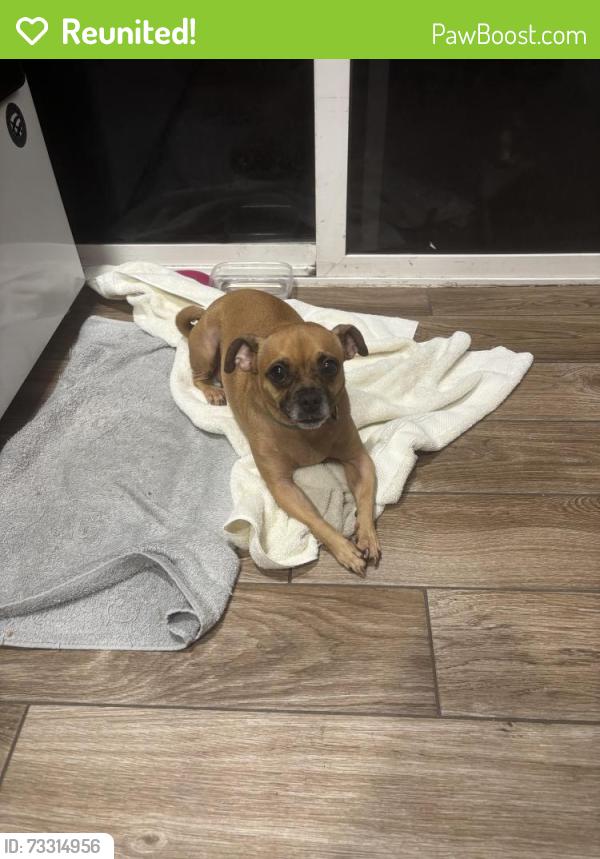 Reunited Female Dog last seen Fairmount Ave city heights, San Diego, CA 92105