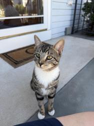 Found/Stray Male Cat last seen Between 2nd Ave and Chandler Ave in Roselle, NJ, Roselle, NJ 07203