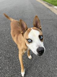 Found/Stray Male Dog last seen Gables drive & green valley rd, Fayetteville, NC 28301