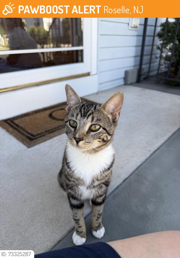 Found/Stray Male Cat last seen Between 2nd Ave and Chandler Ave in Roselle, NJ, Roselle, NJ 07203