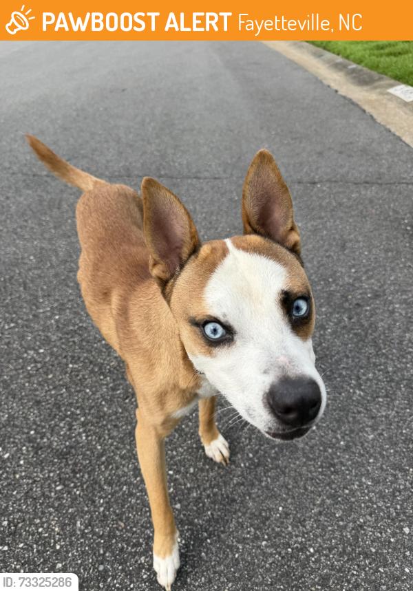 Found/Stray Male Dog last seen Gables drive & green valley rd, Fayetteville, NC 28301
