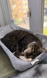 Reunited Female Cat last seen Near Anderson street Hackensack NJ, Hackensack, NJ 07601