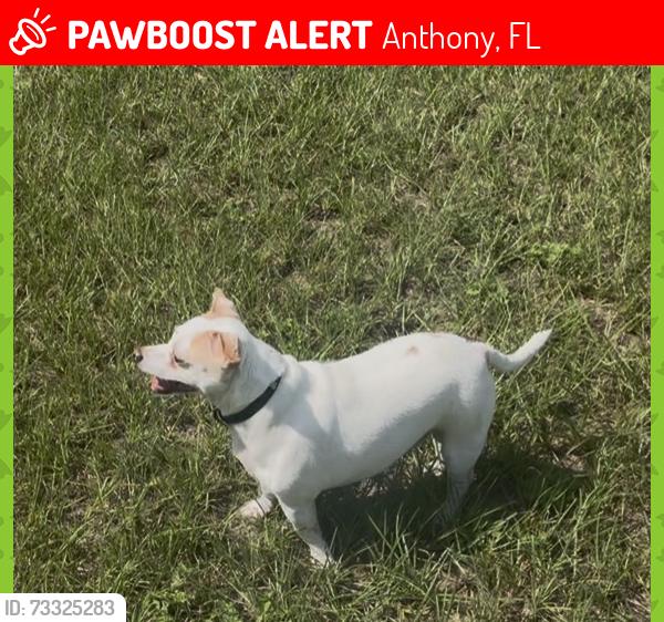 Lost Male Dog last seen Near NE 86th Ln Anthony, FL 32617 United States, Anthony, FL 32617