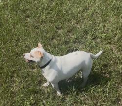 Lost Male Dog last seen Near NE 86th Ln Anthony, FL 32617 United States, Anthony, FL 32617