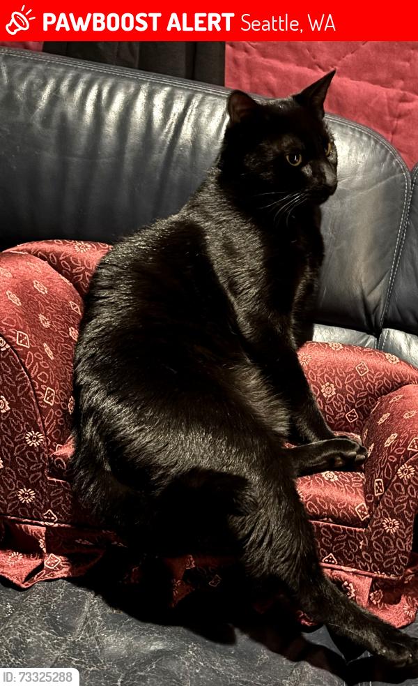 Lost Male Cat last seen Near rapid ride bus stop, Seattle, WA 98106