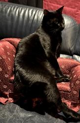Lost Male Cat last seen Near rapid ride bus stop, Seattle, WA 98106
